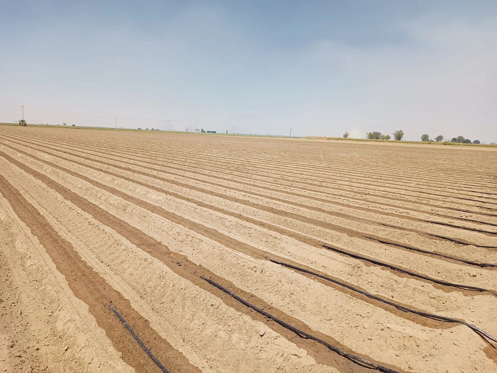 Productos del campo