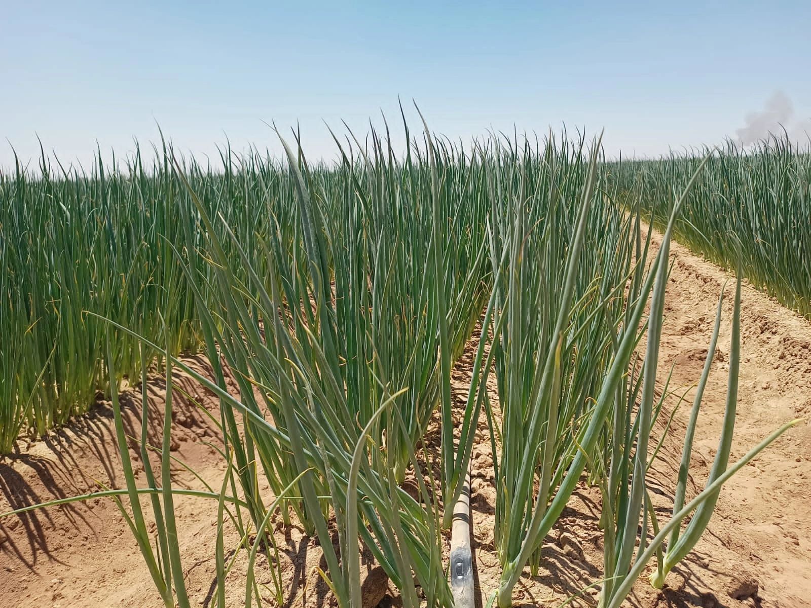 Insumos agrícolas